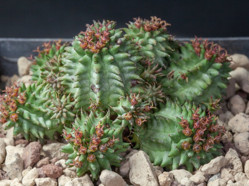 Euphorbia susannae 