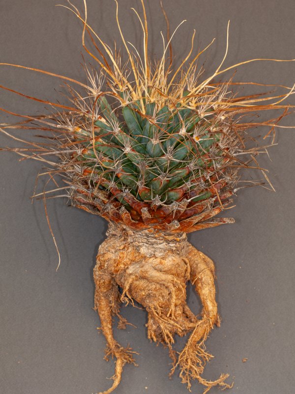 Leuchtenbergia principis 