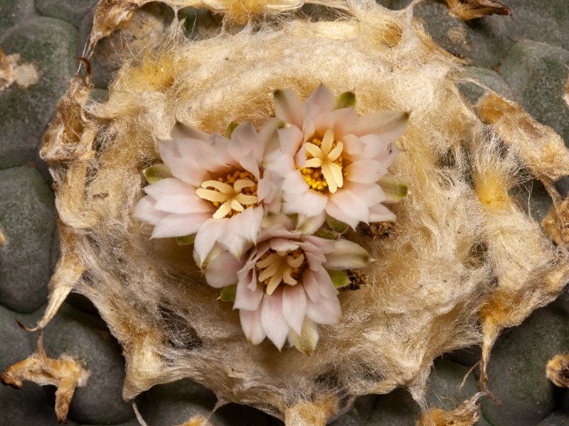 Lophophora williamsii 