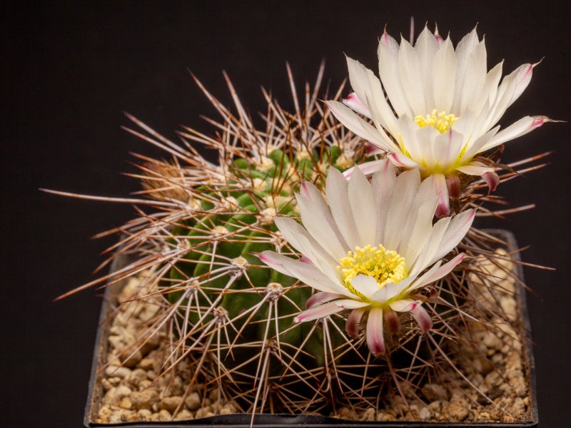 Acanthocalycium klimpelianum 