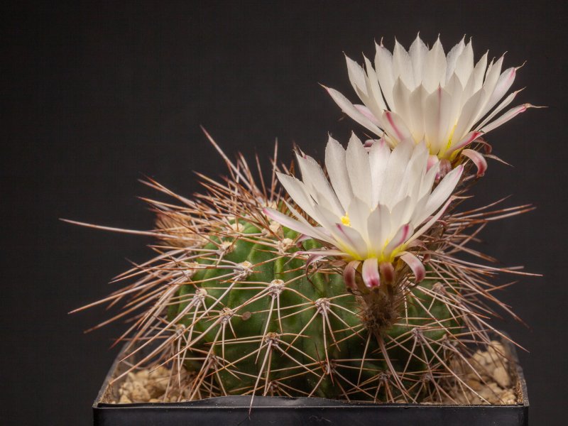 Acanthocalycium klimpelianum 