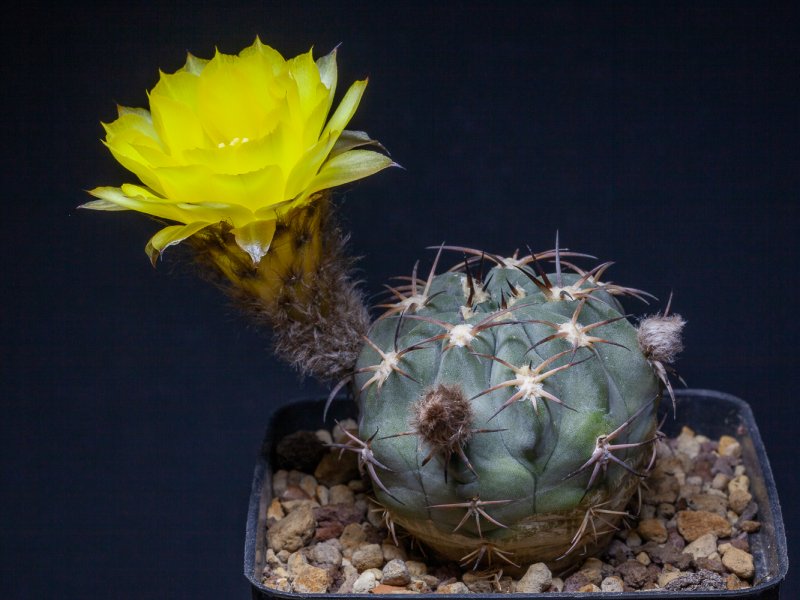 Acanthocalycium glaucum 