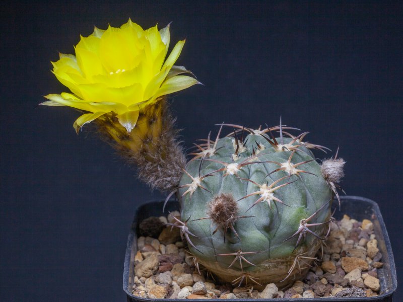 Acanthocalycium glaucum 