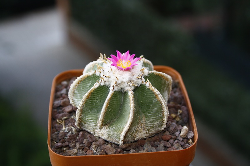 Aztekium hintonii 