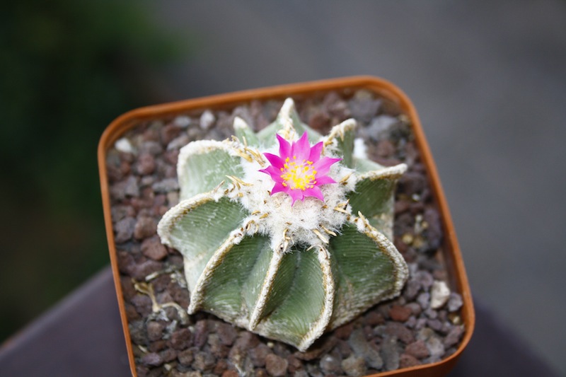 Aztekium hintonii 