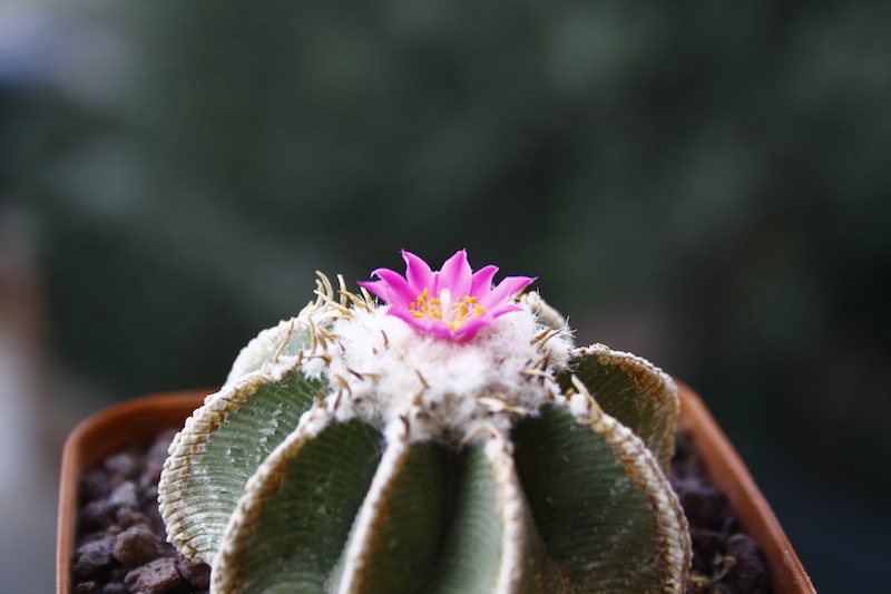 Aztekium hintonii 