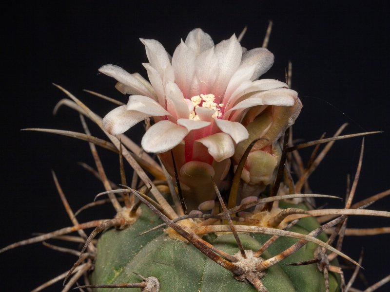 Gymnocalycium spegazzinii ssp. armatum 