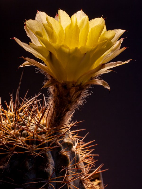 Acanthocalycium glaucum 