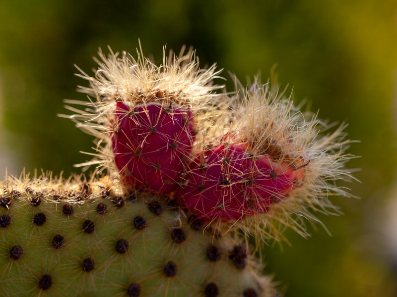 Opuntia scheeri 