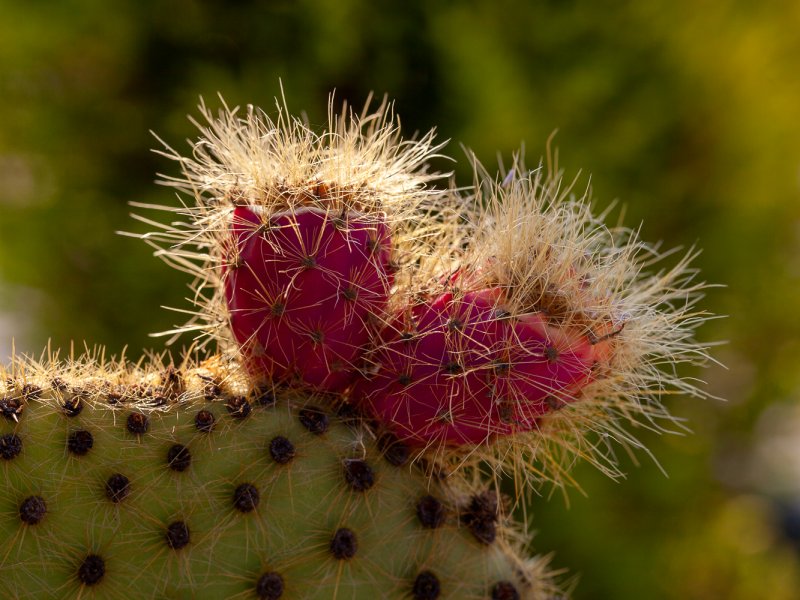 Opuntia scheeri (frutti) 