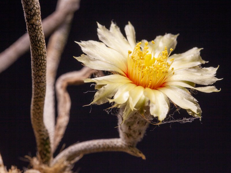 Astrophytum caput-medusae 