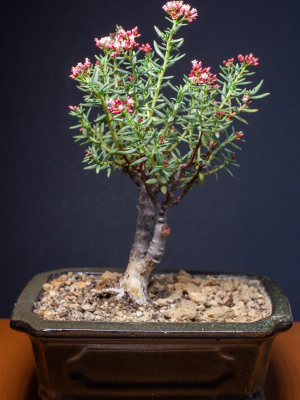 Crassula sarcocaulis 