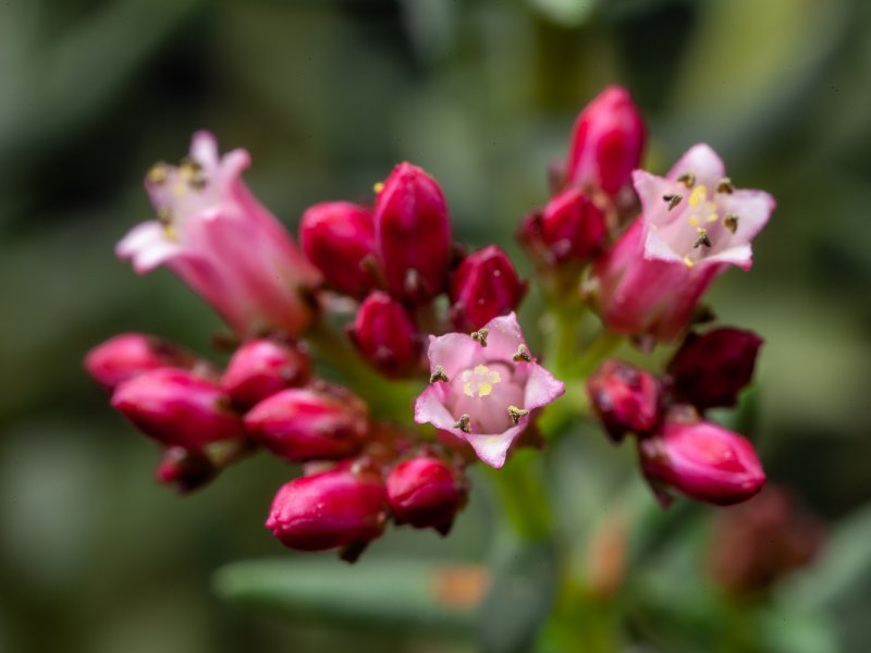 crassula sarcocaulis