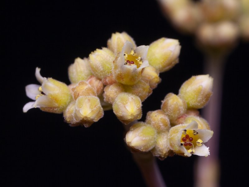 Crassula columella 