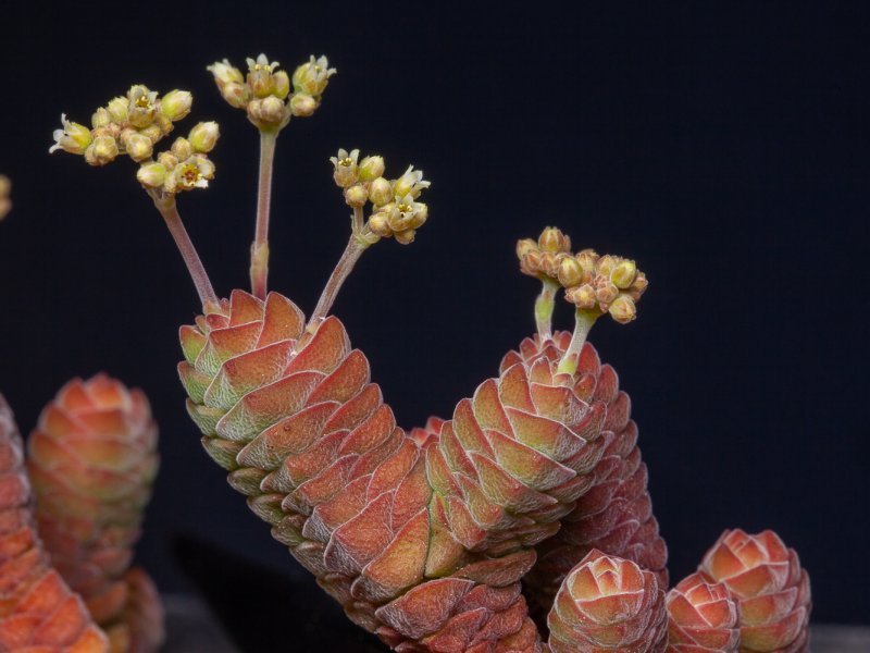 Crassula columella 