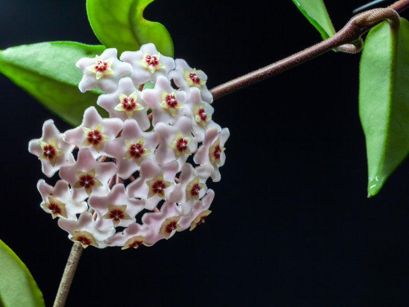 Hoya carnosa 