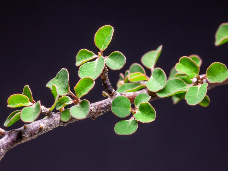 Euphorbia denisii 