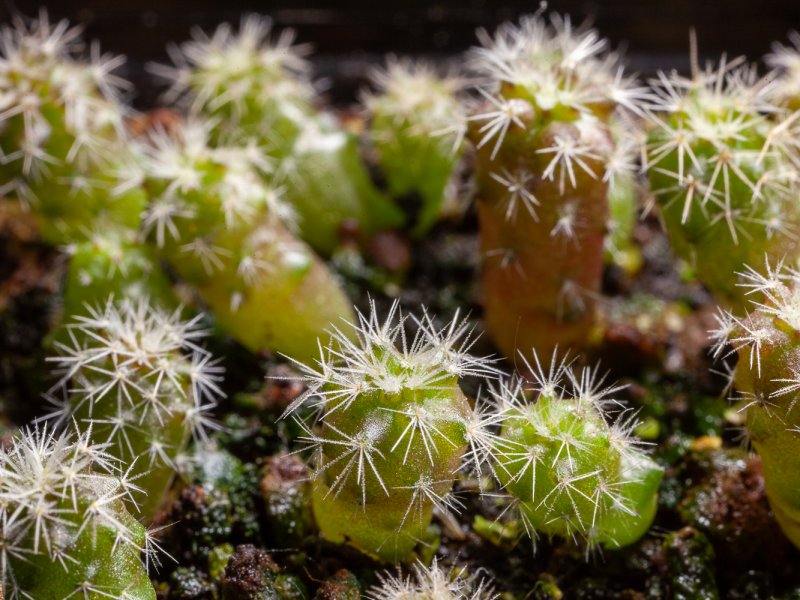 Copiapoa humilis 