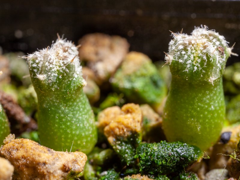 astrophytum coahuilense / cerro bola