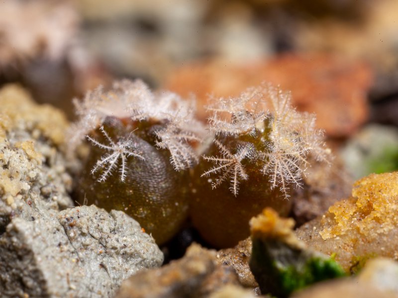 Mammillaria lasiacantha / bahio de ahuichilla - coahuila mex 