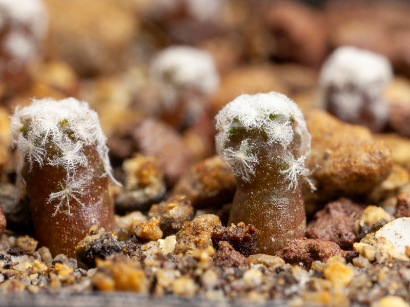 turbinicarpus valdezianus v. albiflorus