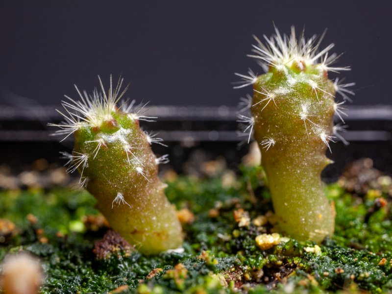 Echinocereus poselgeri ssp. kroenleinii 