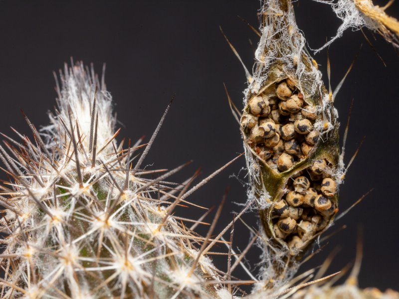 setiechinopsis mirabilis