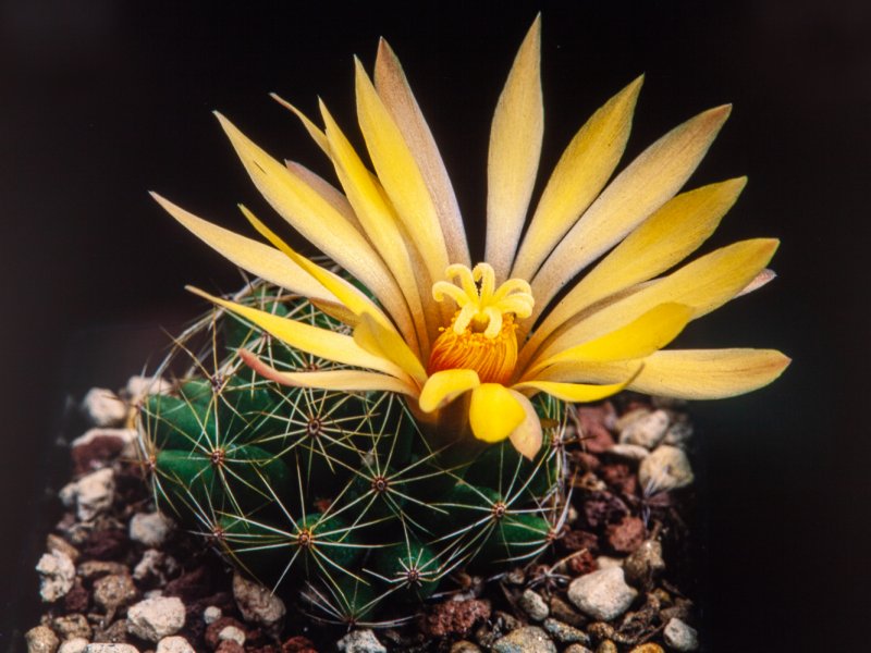 Mammillaria sphaerica 