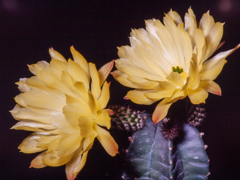 Echinocereus subinermis 