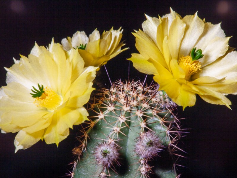 Echinocereus subinermis v. aculeatus 