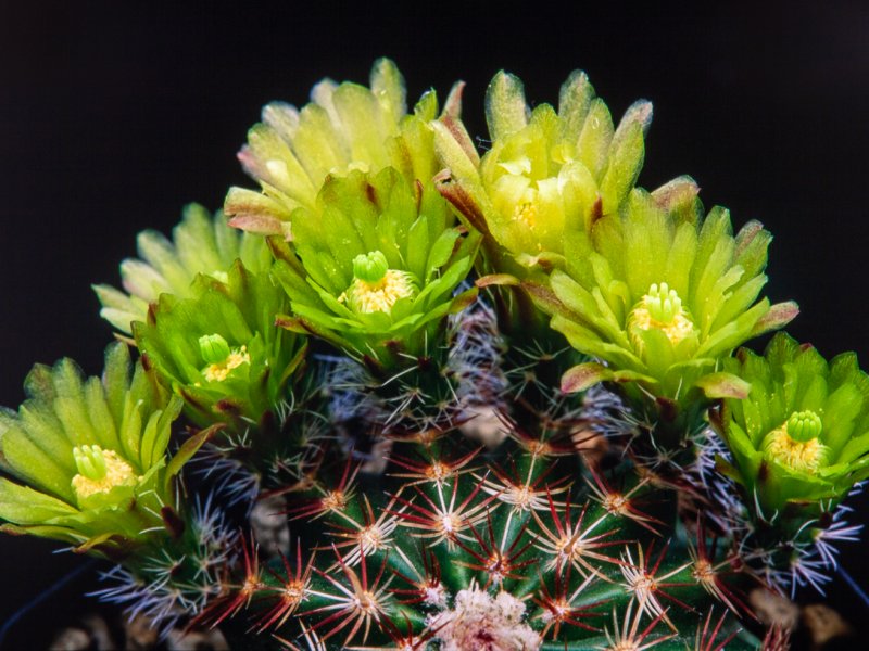 Echinocereus viridiflorus 