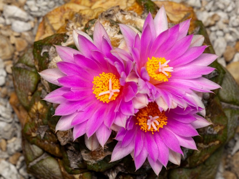 Ariocarpus fissuratus ssp. lloydii 