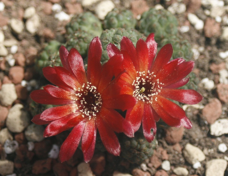 Sulcorebutia pasopayana 