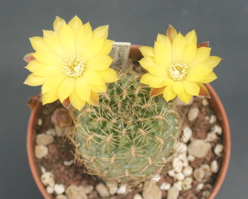 Sulcorebutia cardenasiana 