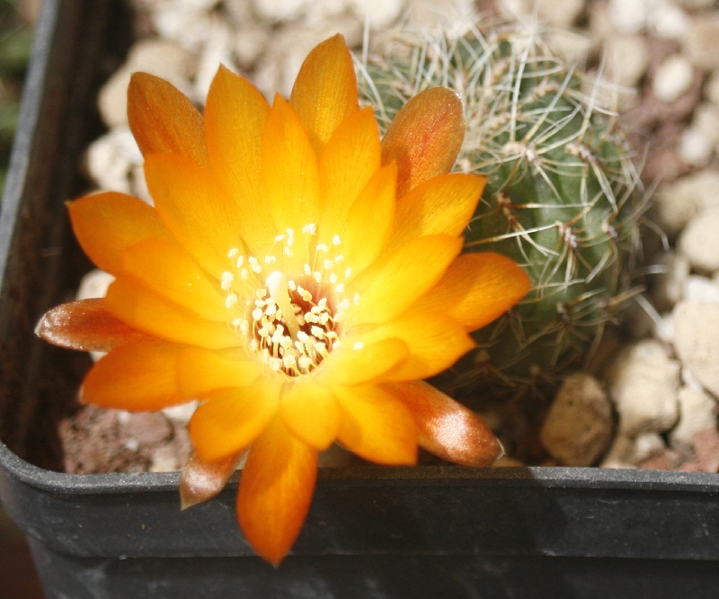 Sulcorebutia tarabucoensis v. aureiflora PK15