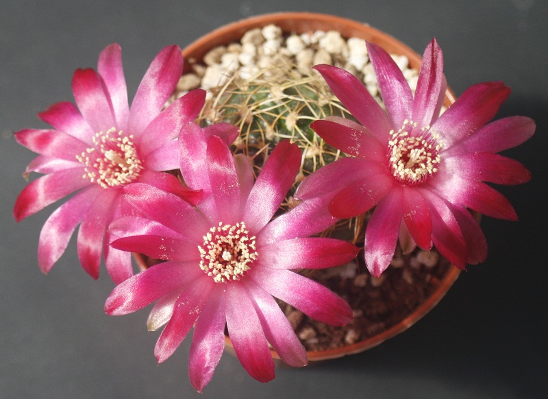 Sulcorebutia purpurea 