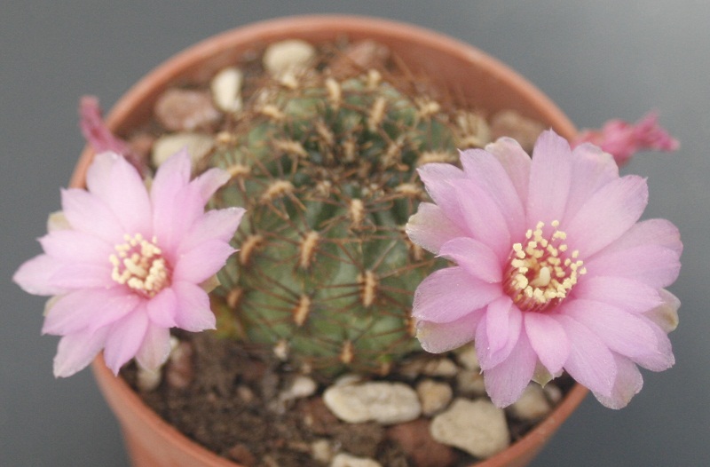 Sulcorebutia naunasensis PHA505