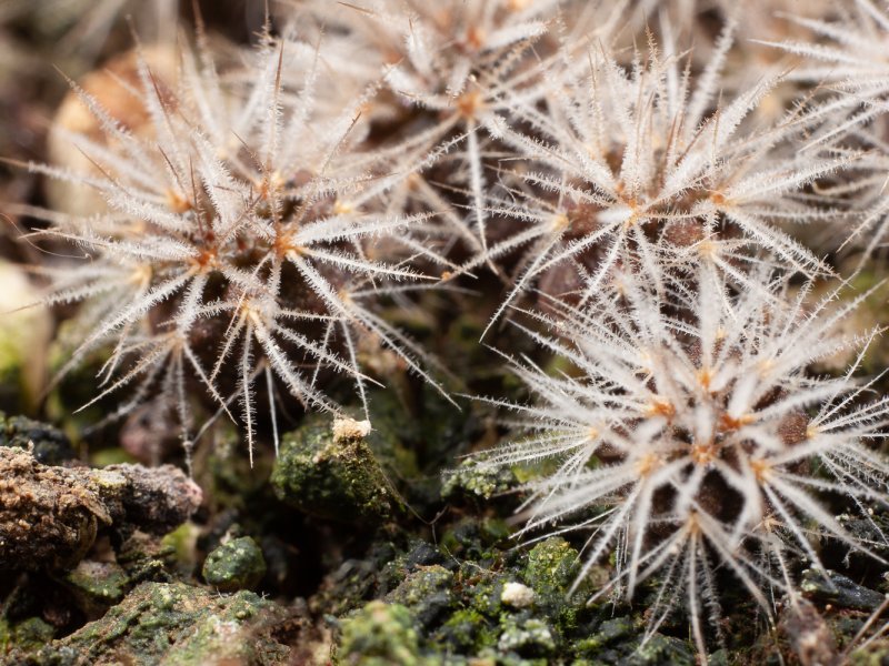 Acanthocalycium violaceum 