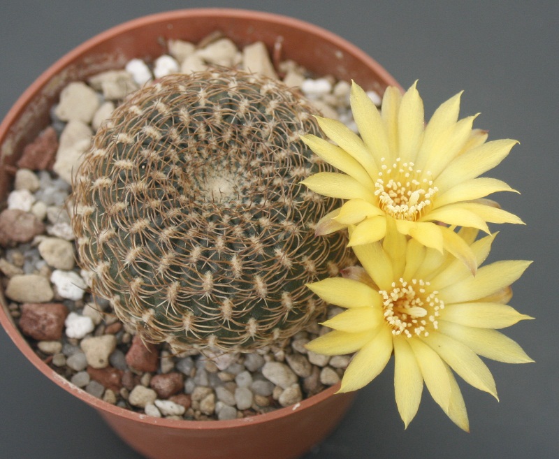 Sulcorebutia arenacea 