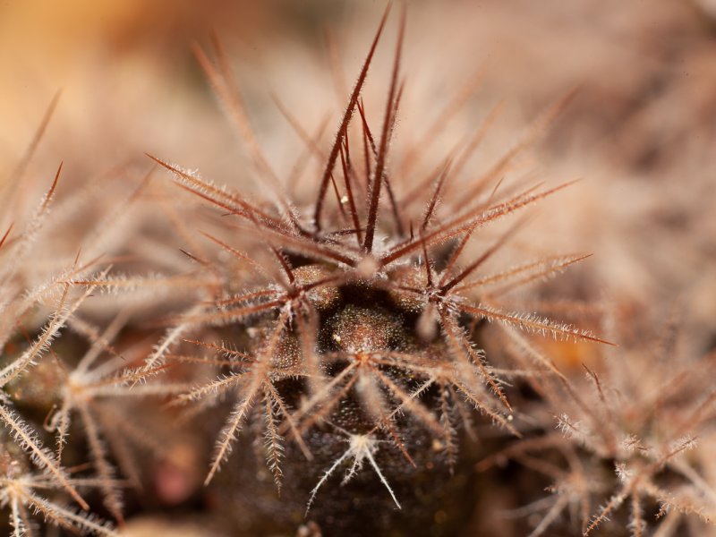 Acanthocalycium klimpelianum v. macranthum 