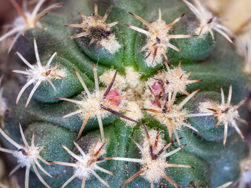 Sclerocactus glaucus 