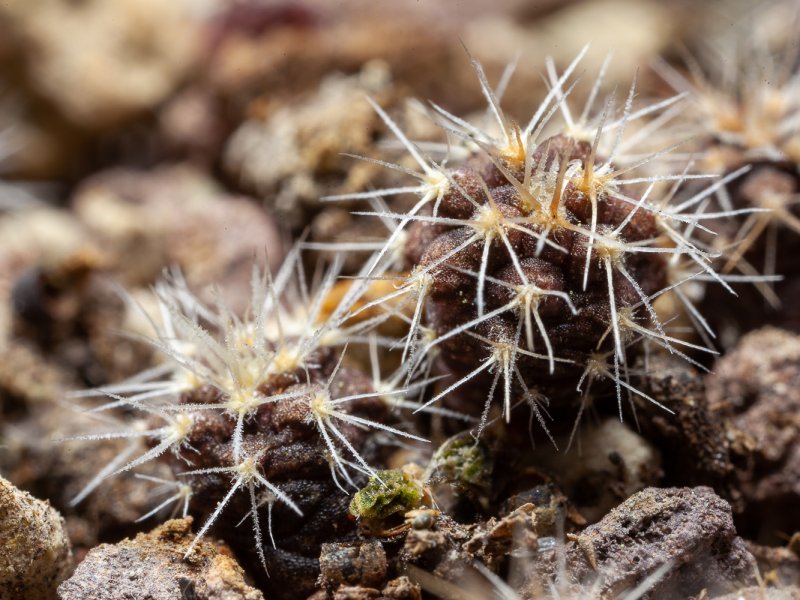 Gymnocalycium gibbosum 