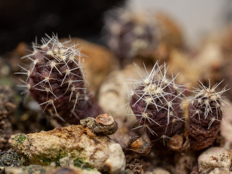 Gymnocalycium andreae 