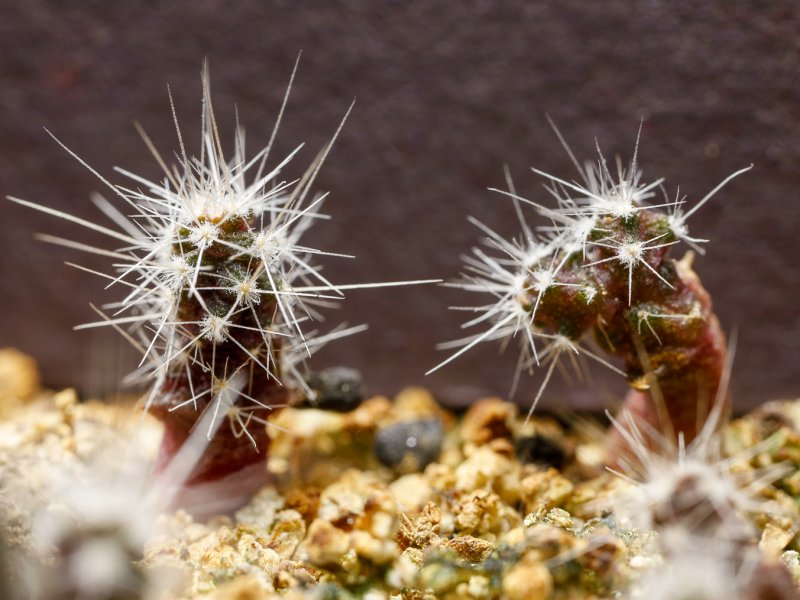 Sclerocactus spinosior 