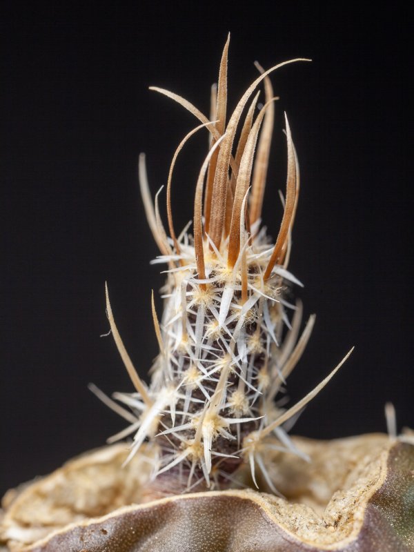 Pediocactus papyracanthus 