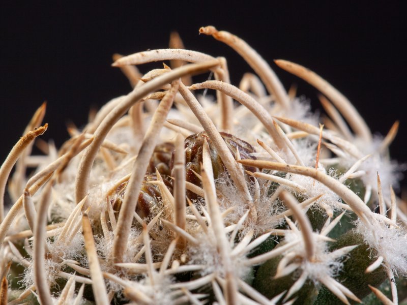 Pediocactus peeblesianus f. maianus 