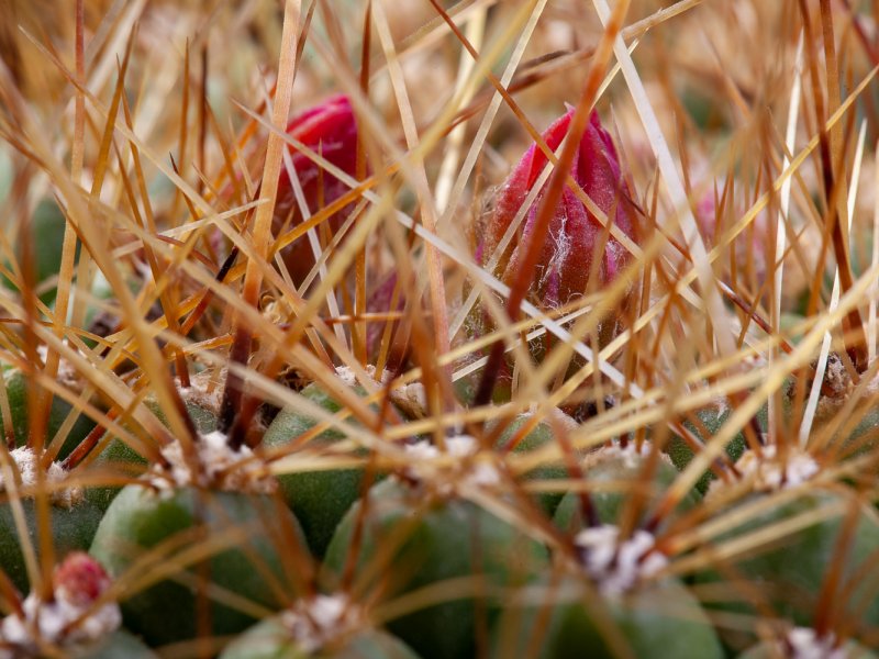 Matucana celendinensis 