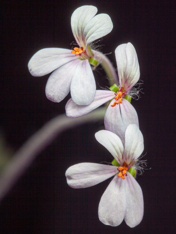 Pelargonium quinquelobatum 