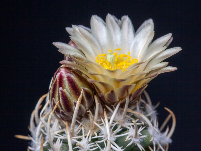 Pediocactus peeblesianus ssp. fickeisenii v. maya 