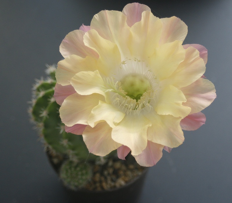 echinopsis cv. arachide